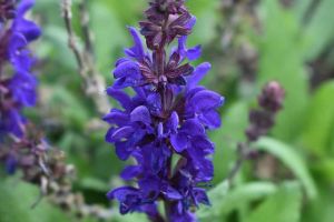 Salvia 'Dark Matter'