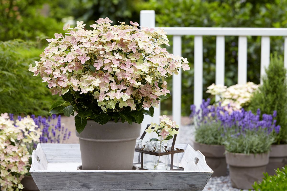 Hydrangea 'Early Evolution'