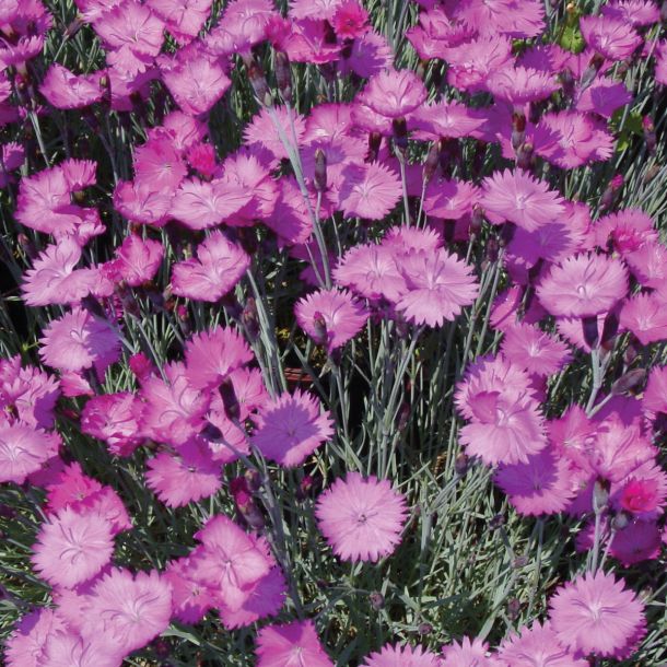 DIANTHUS