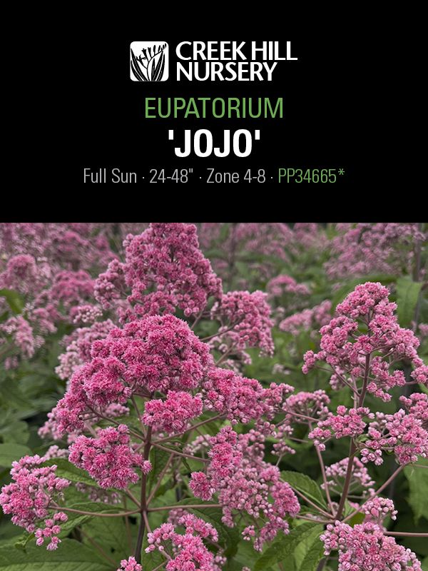 Eupatorium 'Jojo"