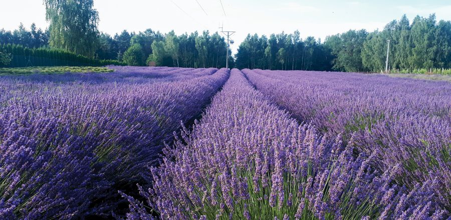 LAVENDERS