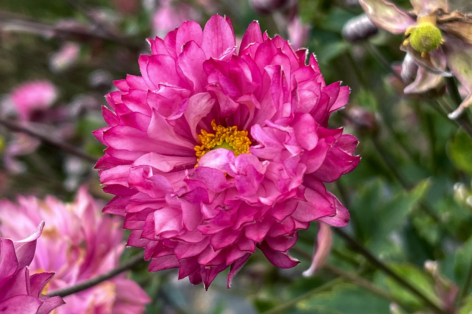 Anemone Puff Pink