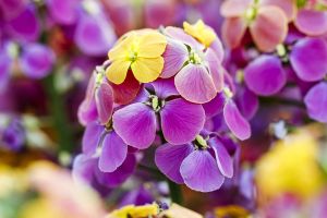 Erysimum Erysistible 'Bronze Rose'