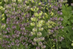 Baptisia 'Aurora'