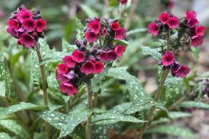 Pulmonaria 'Lisa Marie'