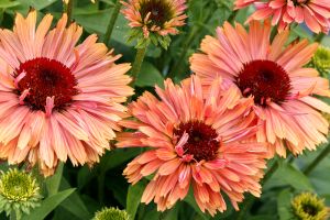 Echinacea 'Fresco Apricot'