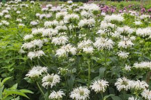 Monarda Bee-You 'Bee-Bright'