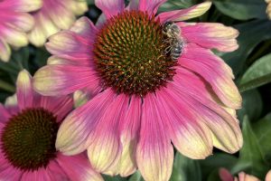 Echinacea 'Pink Lemonade'