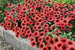 Echinacea 'Panama Red'