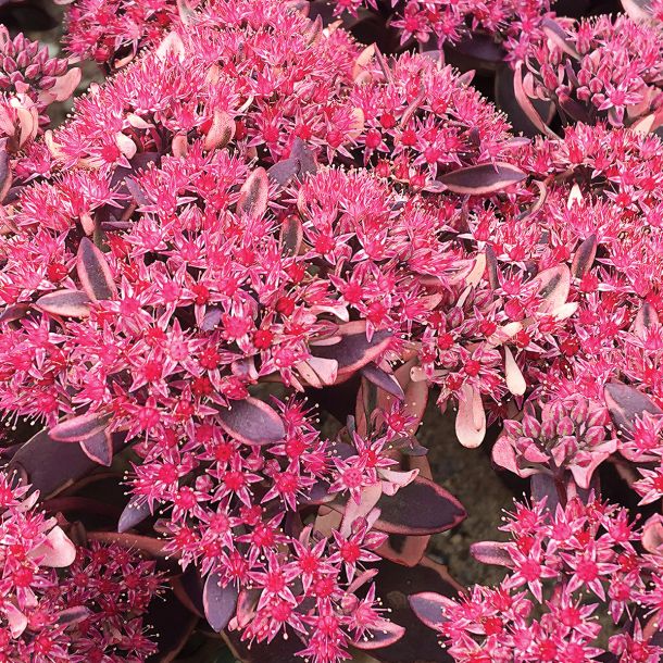 SEDUM