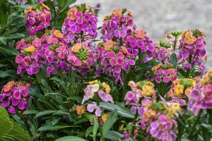 Erysimum Erysisble 'Tricolor'