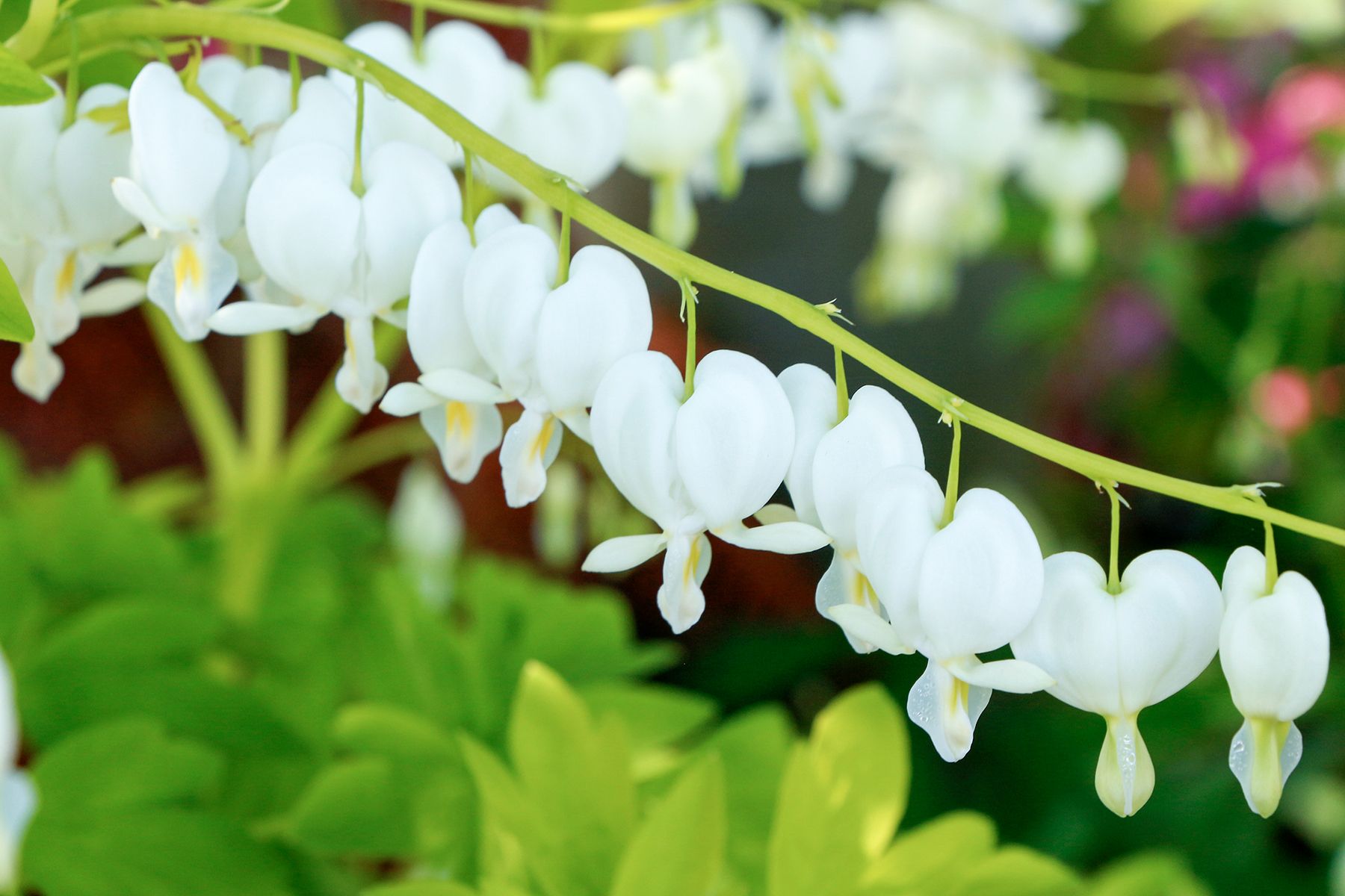 Dicentra White Gold