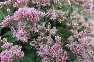 Eupatorium 'Little Pye'